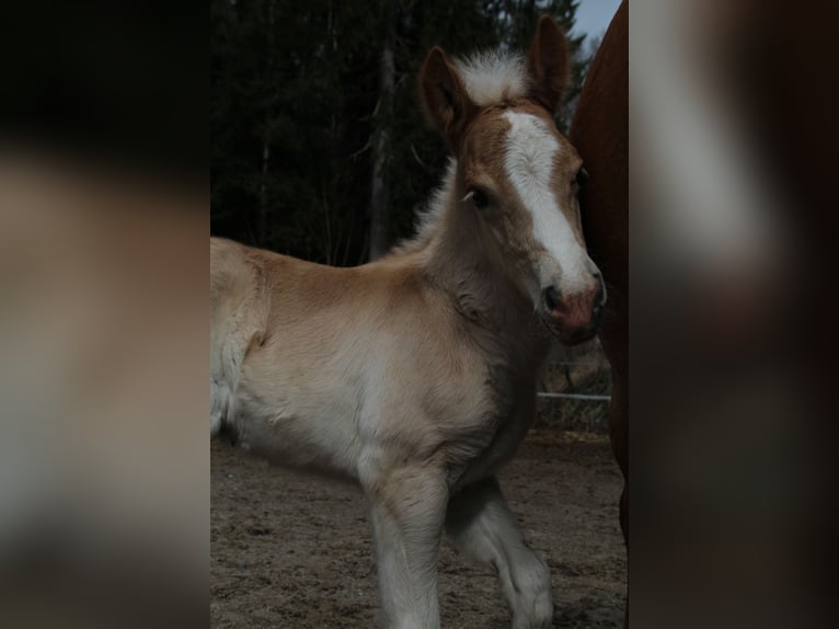 Haflinger Semental  150 cm Alazán in Esternberg