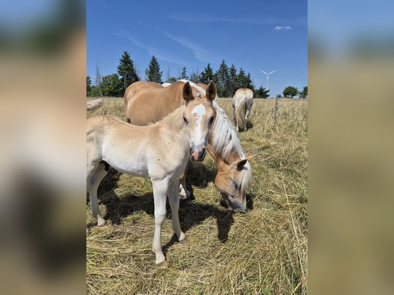 Haflinger Semental Potro (05/2026) 150 cm Alazán in Falkenberg/Elster