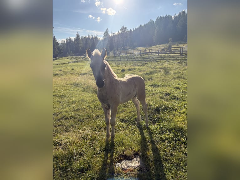 Haflinger Semental Potro (05/2026) 150 cm Alazán in Tamsweg