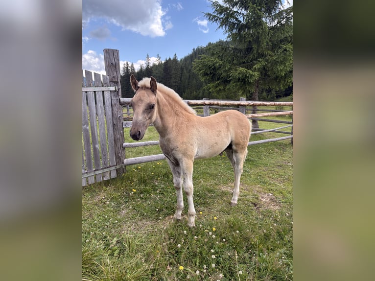 Haflinger Semental Potro (05/2026) 150 cm Alazán in Tamsweg