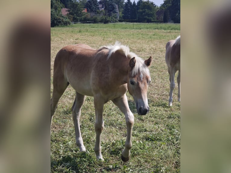 Haflinger Semental Potro (04/2025) 150 cm Alazán in Kolkwitz