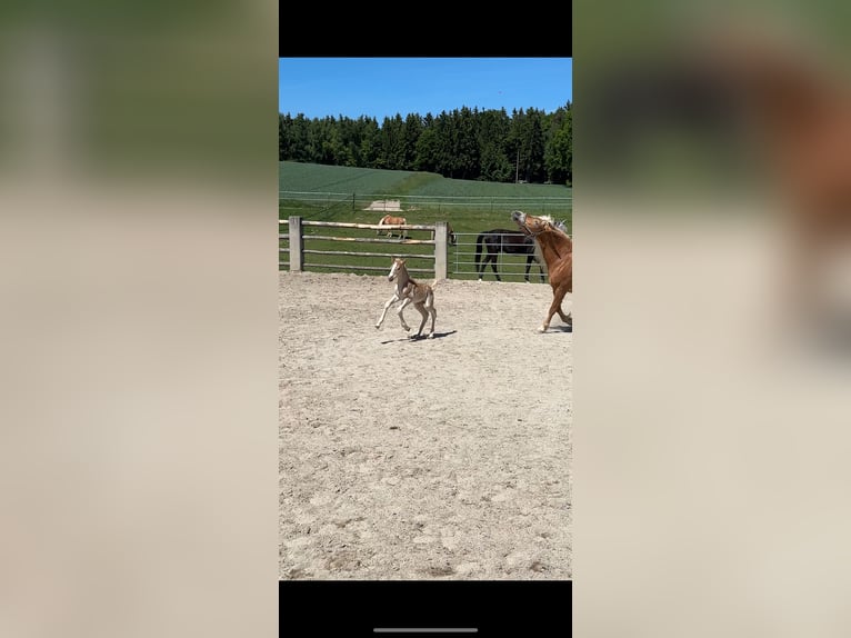 Haflinger Semental  150 cm Alazán in Reischach