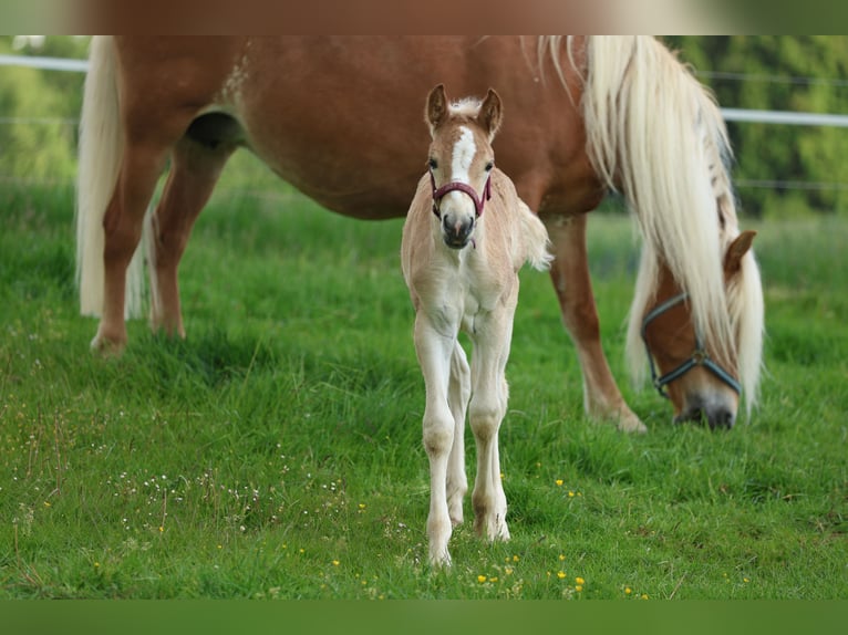 Haflinger Semental  150 cm Alazán in Reischach
