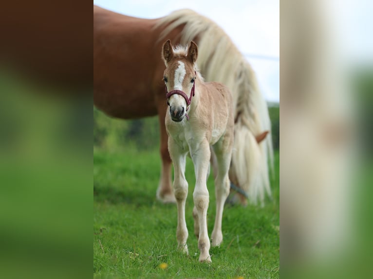 Haflinger Semental  150 cm Alazán in Reischach