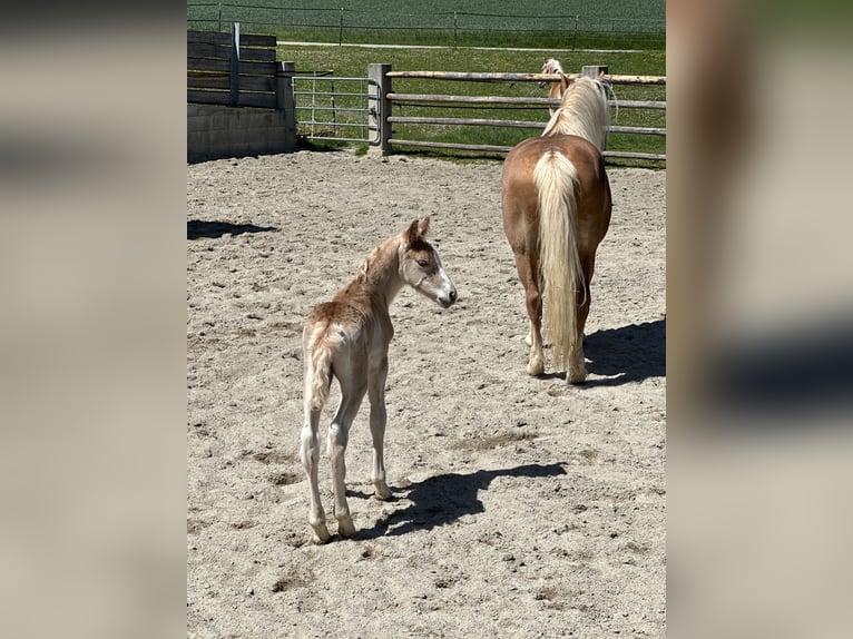 Haflinger Semental  150 cm Alazán in Reischach