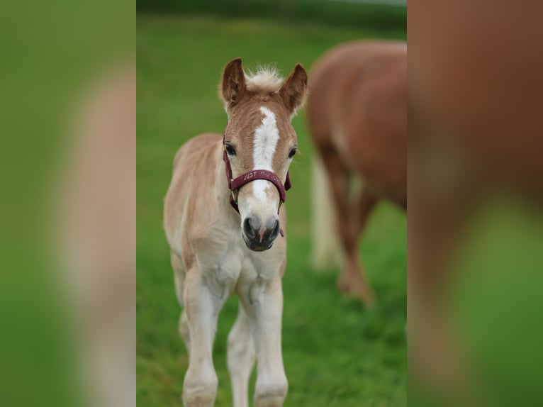 Haflinger Semental  150 cm Alazán in Reischach