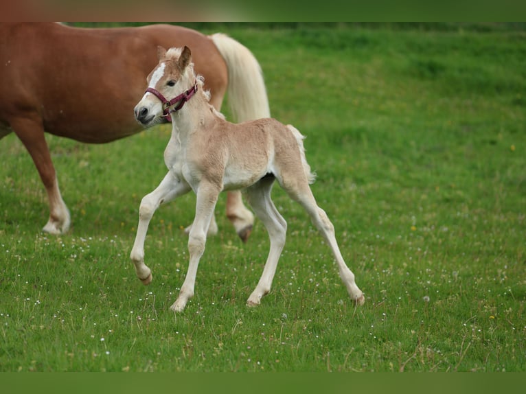 Haflinger Semental  150 cm Alazán in Reischach