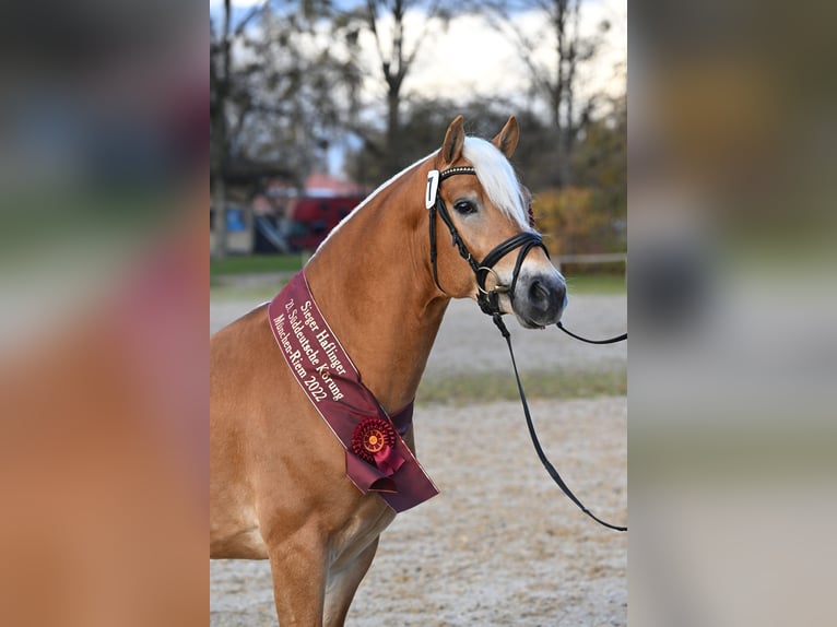 Haflinger Semental  150 cm Alazán in Reischach