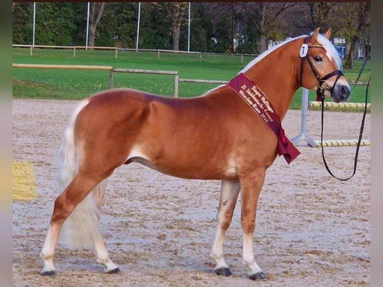 Haflinger Semental  150 cm Alazán in Reischach