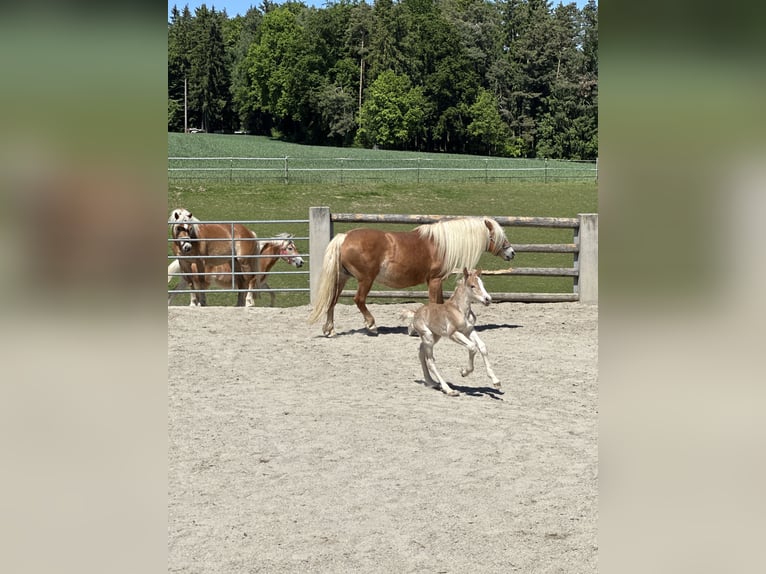 Haflinger Semental  150 cm Alazán in Reischach