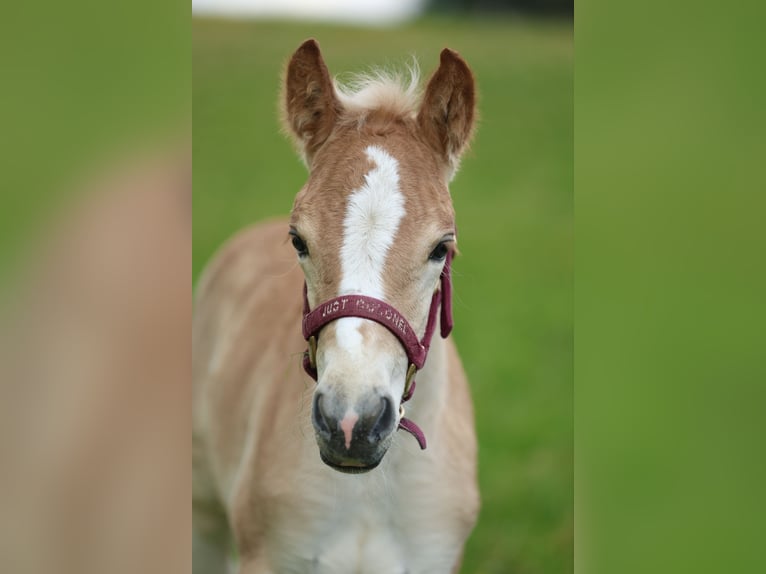 Haflinger Semental  150 cm Alazán in Reischach