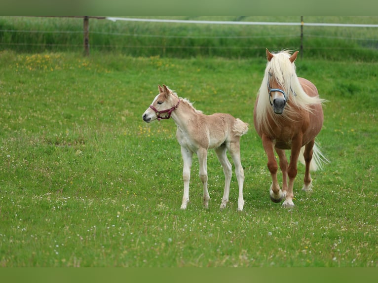 Haflinger Semental  150 cm Alazán in Reischach