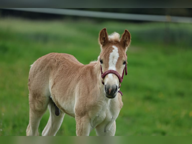 Haflinger Semental  150 cm Alazán in Reischach