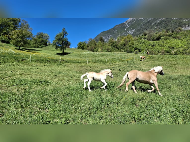 Haflinger Semental Potro (02/2026) 150 cm  in Landeck