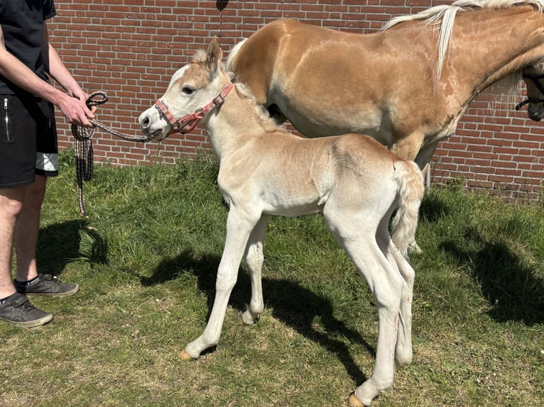 Haflinger Semental  152 cm Alazán in Schijndel