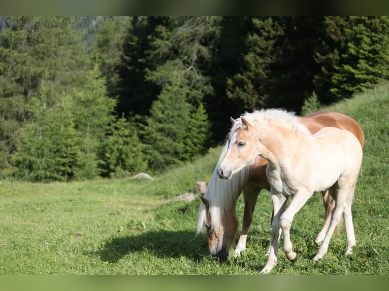 Haflinger Semental Potro (03/2026) 152 cm Alazán in Weer