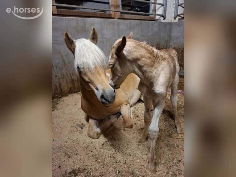 Haflinger Semental Potro (03/2026) 152 cm  in Nauders