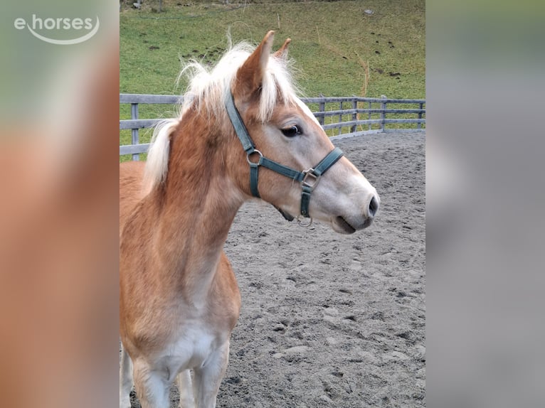 Haflinger Semental Potro (03/2026) 152 cm  in Nauders