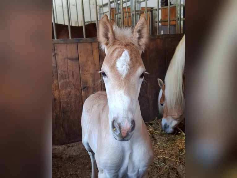 Haflinger Semental Potro (03/2026) 153 cm Alazán in Nauders