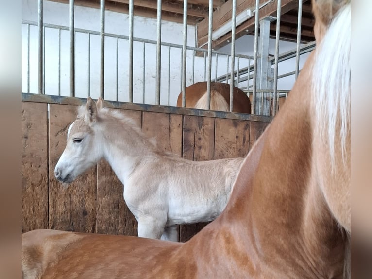 Haflinger Semental Potro (03/2026) 153 cm Alazán in Nauders