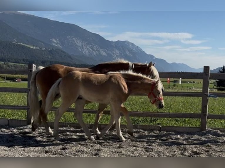 Haflinger Semental Potro (03/2026) 153 cm Alazán in Weer