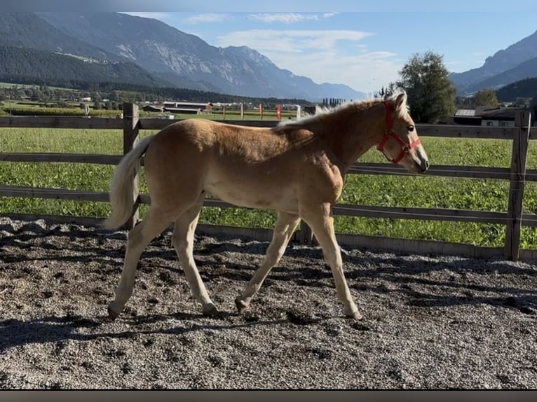 Haflinger Semental Potro (03/2026) 153 cm Alazán in Weer