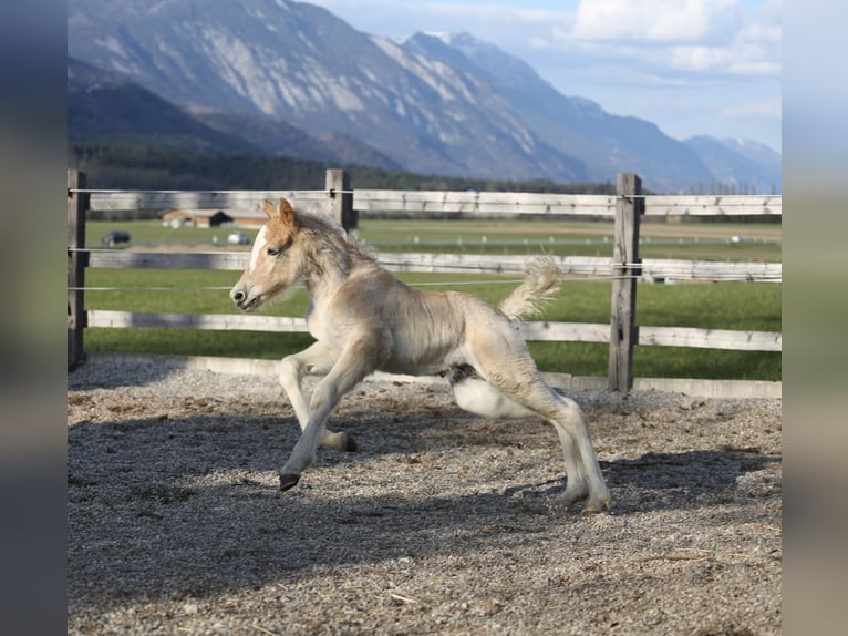 Haflinger Semental Potro (03/2026) 153 cm Alazán in Weer
