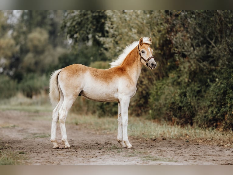 Haflinger Semental Potro (05/2024) 154 cm in Trebbin