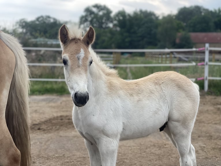 Haflinger Semental Potro (05/2024) 154 cm in Trebbin