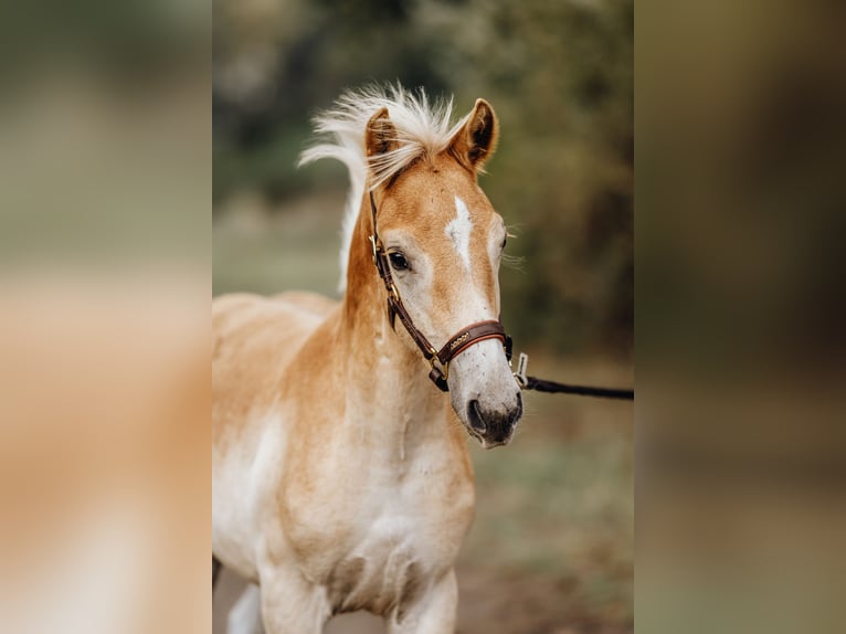 Haflinger Semental Potro (05/2024) 154 cm in Trebbin