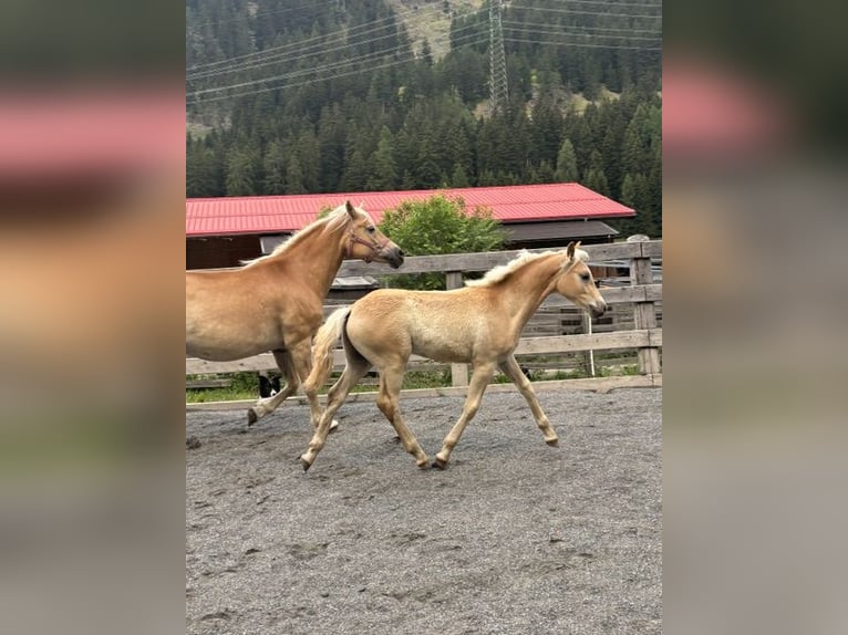 Haflinger Semental Potro (03/2026) 155 cm Alazán in Nauders