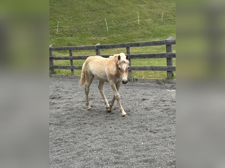 Haflinger Semental Potro (03/2026) 155 cm Alazán in Nauders