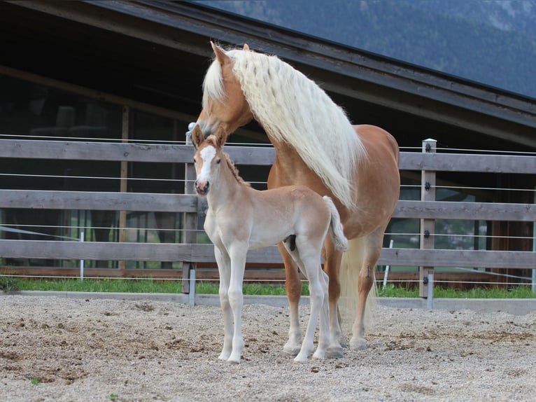 Haflinger Semental  155 cm Alazán in Kolsassberg