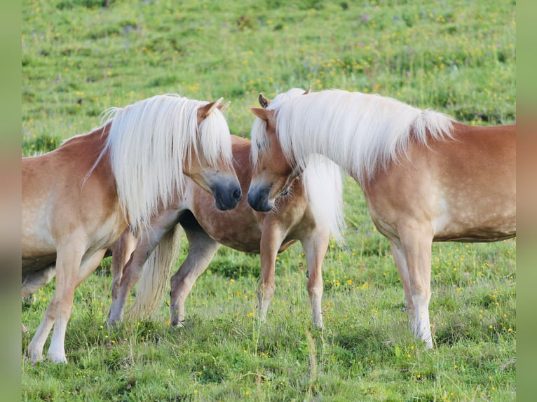 Haflinger Semental  155 cm Alazán in Kolsassberg
