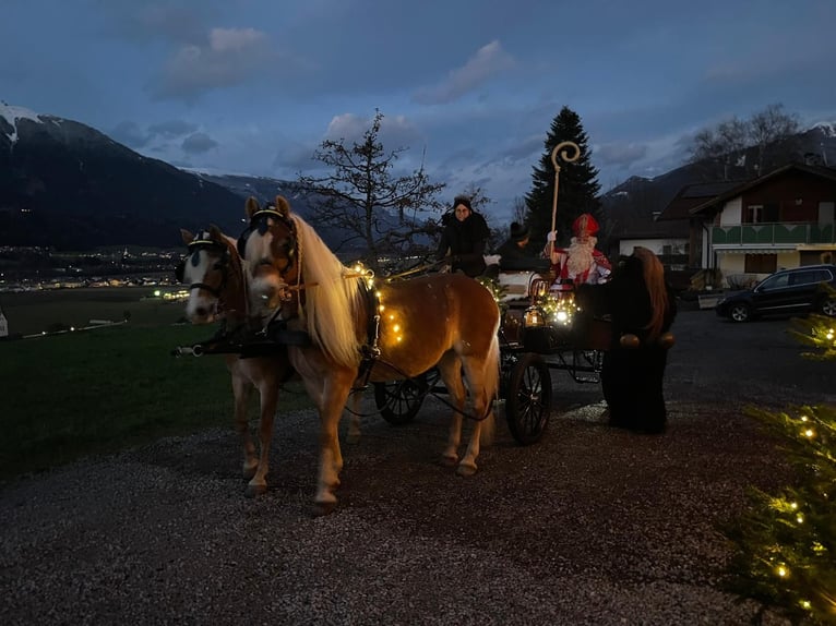 Haflinger Semental  155 cm Alazán in Kolsassberg