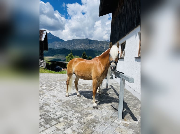 Haflinger Semental  155 cm Alazán in Kolsassberg