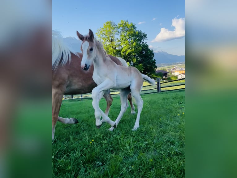 Haflinger Semental  155 cm Alazán in Kolsassberg