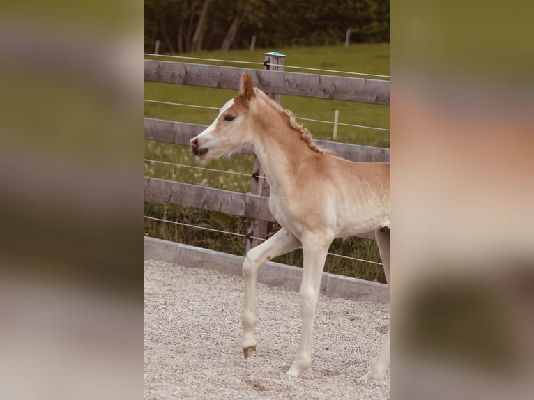 Haflinger Semental  155 cm Alazán in Kolsassberg