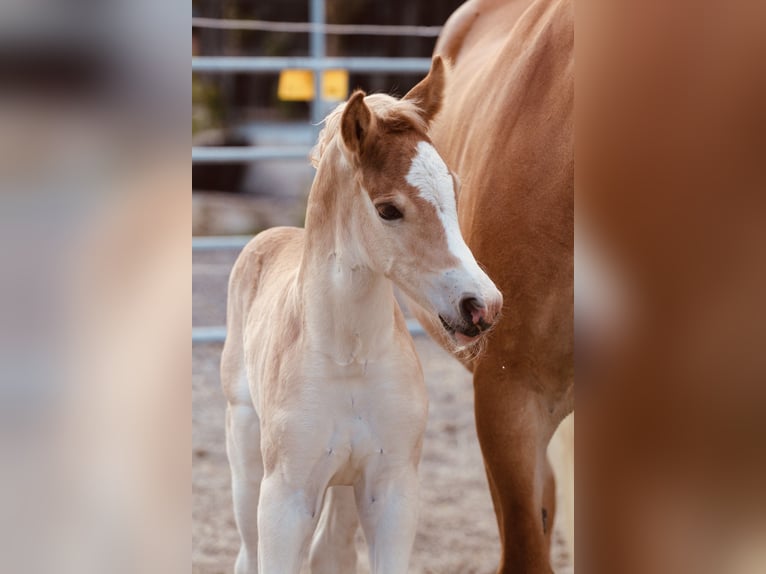 Haflinger Semental  155 cm Alazán in Kolsassberg