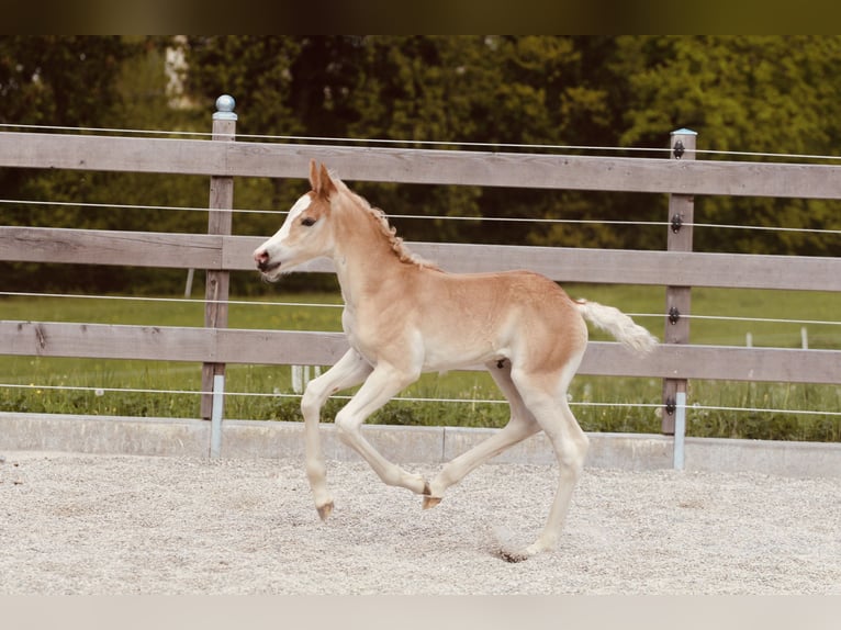 Haflinger Semental  155 cm Alazán in Kolsassberg
