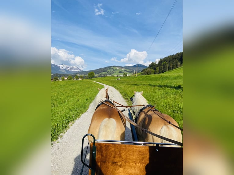 Haflinger Semental  155 cm Alazán in Kolsassberg