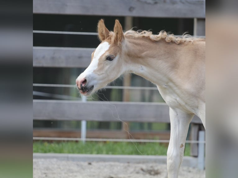 Haflinger Semental  155 cm Alazán in Kolsassberg