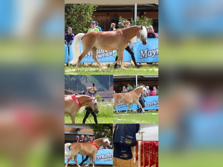 Haflinger Semental  155 cm Alazán in Kolsassberg