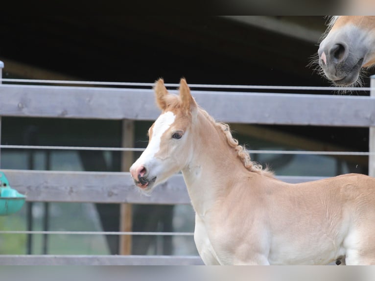 Haflinger Semental  155 cm Alazán in Kolsassberg