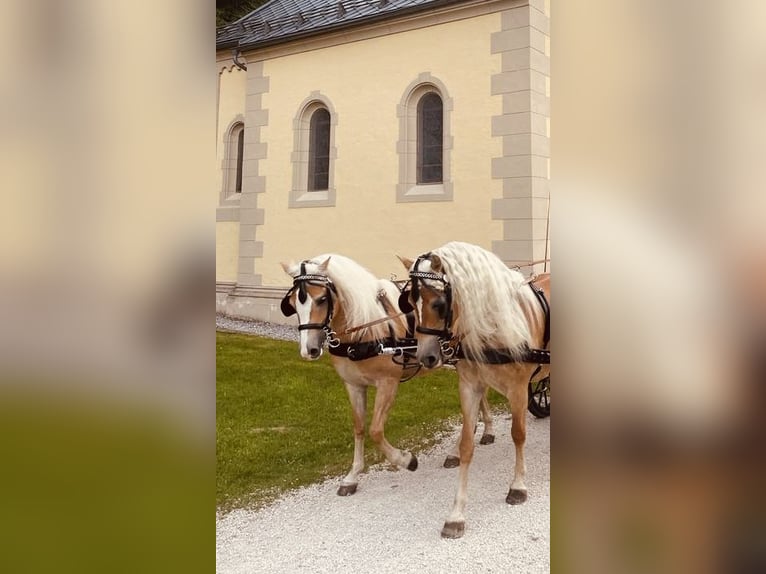 Haflinger Semental  155 cm Alazán in Kolsassberg