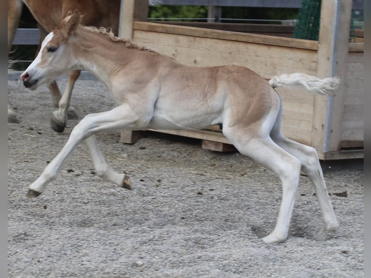 Haflinger Semental  155 cm Alazán in Kolsassberg