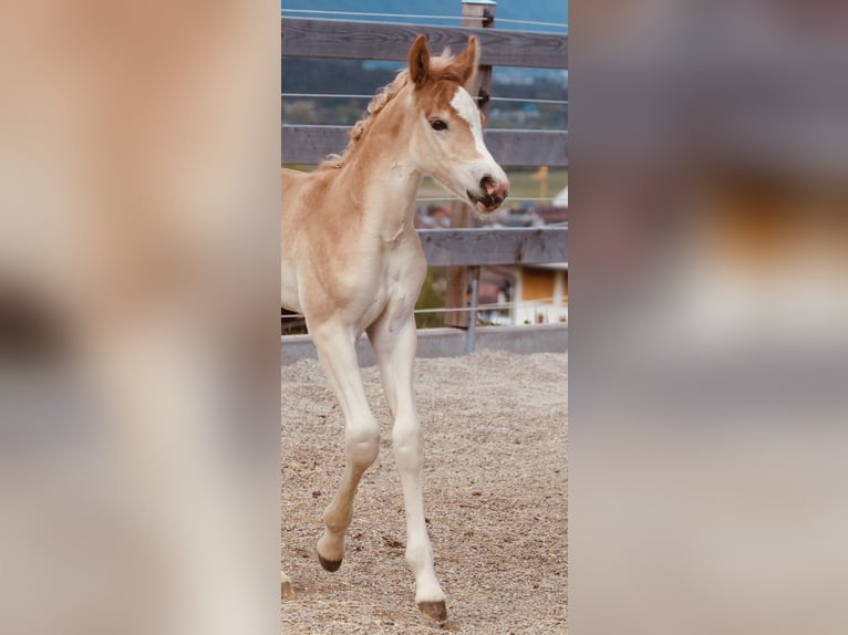 Haflinger Semental  155 cm Alazán in Kolsassberg