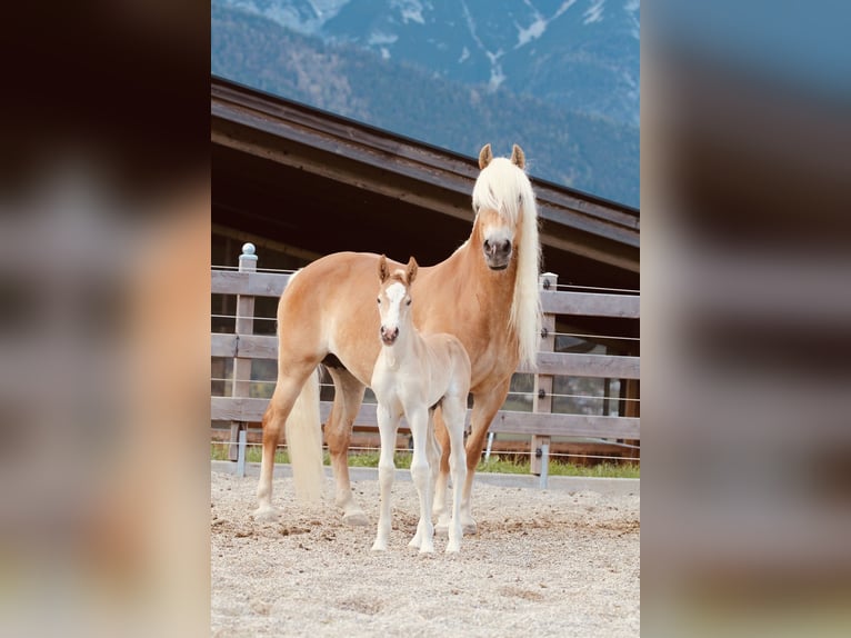 Haflinger Semental  155 cm Alazán in Kolsassberg