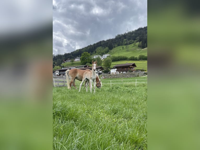 Haflinger Semental  155 cm Alazán in Kolsassberg