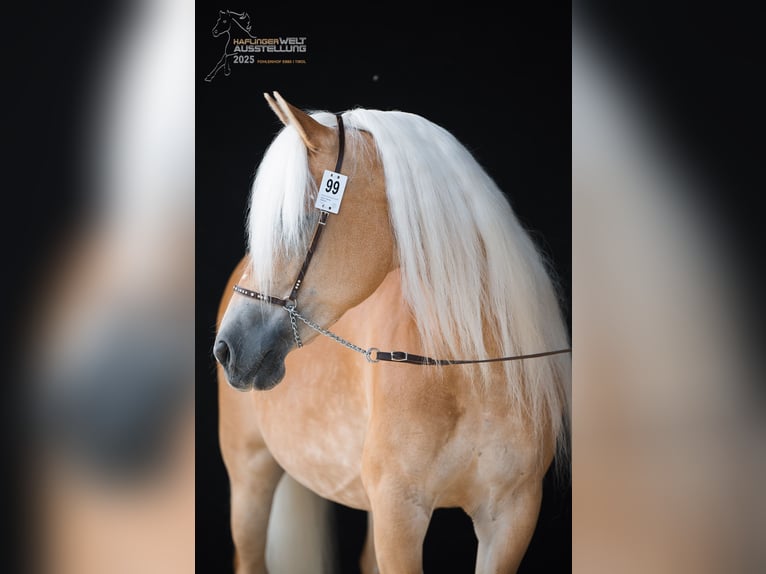 Haflinger Semental  155 cm Alazán in Kolsassberg